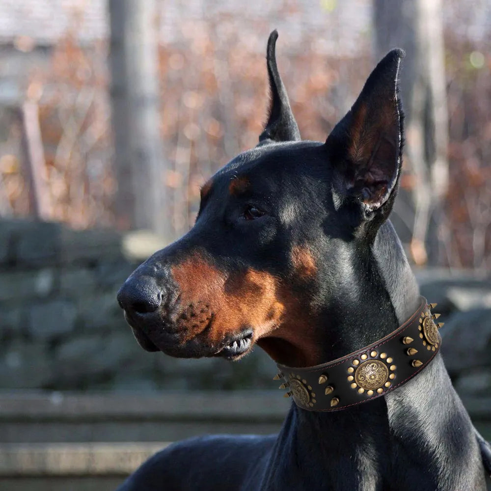 Real Leather Studded Dog Collar – Durable & Adjustable for Large Breeds (Pitbull, Bulldog)