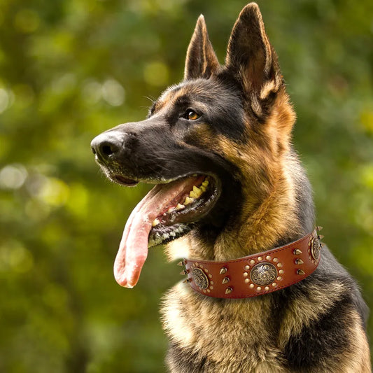 Real Leather Studded Dog Collar – Durable & Adjustable for Large Breeds (Pitbull, Bulldog)