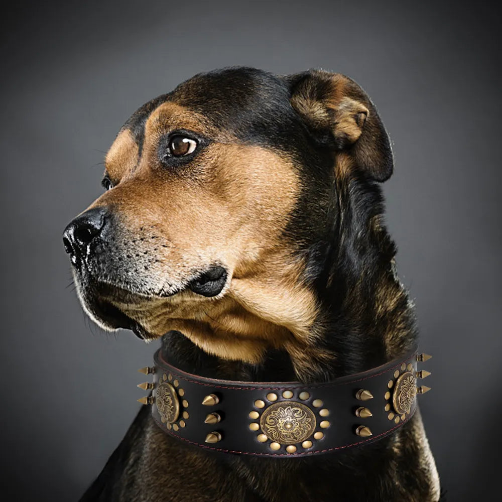 Real Leather Studded Dog Collar – Durable & Adjustable for Large Breeds (Pitbull, Bulldog)