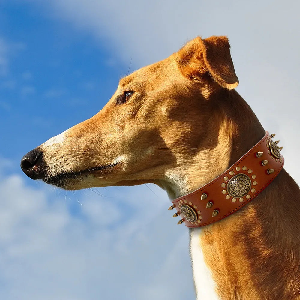 Real Leather Studded Dog Collar – Durable & Adjustable for Large Breeds (Pitbull, Bulldog)