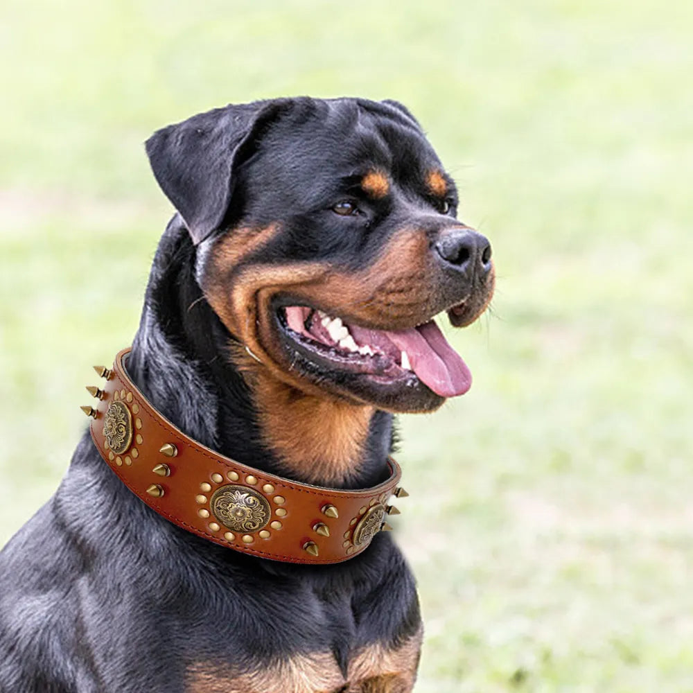 Real Leather Studded Dog Collar – Durable & Adjustable for Large Breeds (Pitbull, Bulldog)